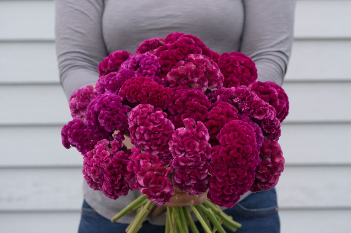 Cramer’s Rose – Celosia Seed